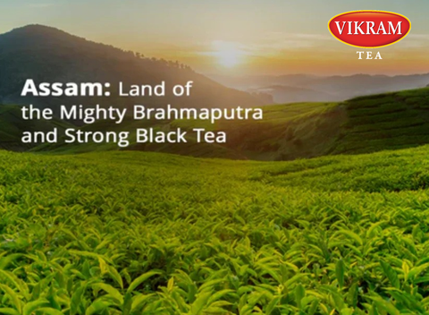 Assam: Land of the Mighty Brahmaputra and Strong Black Tea